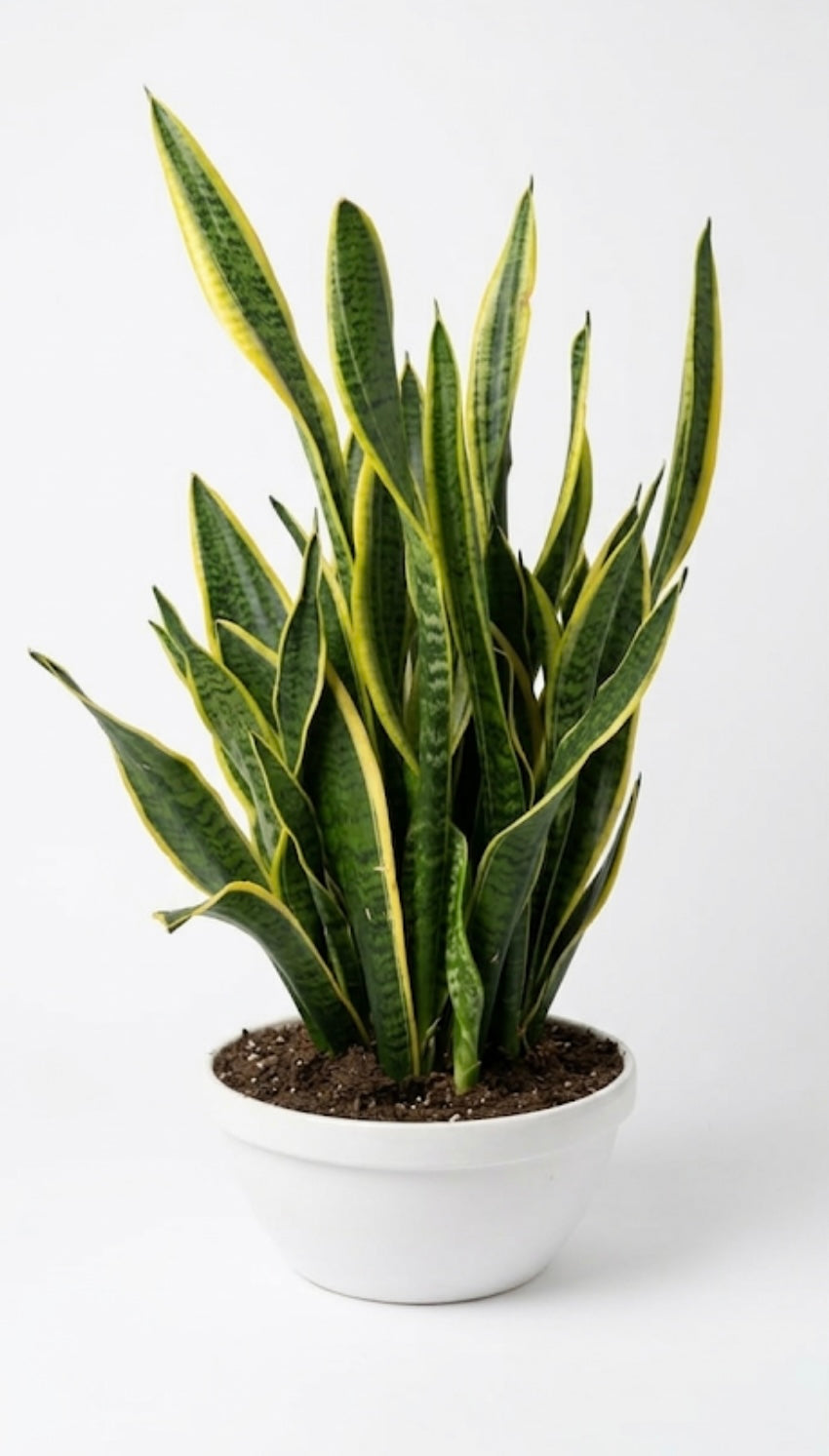 Ciotola di Sansevieria
