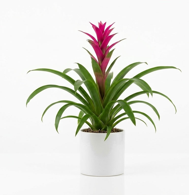 Pianta di Guzmania