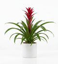 Pianta di Guzmania
