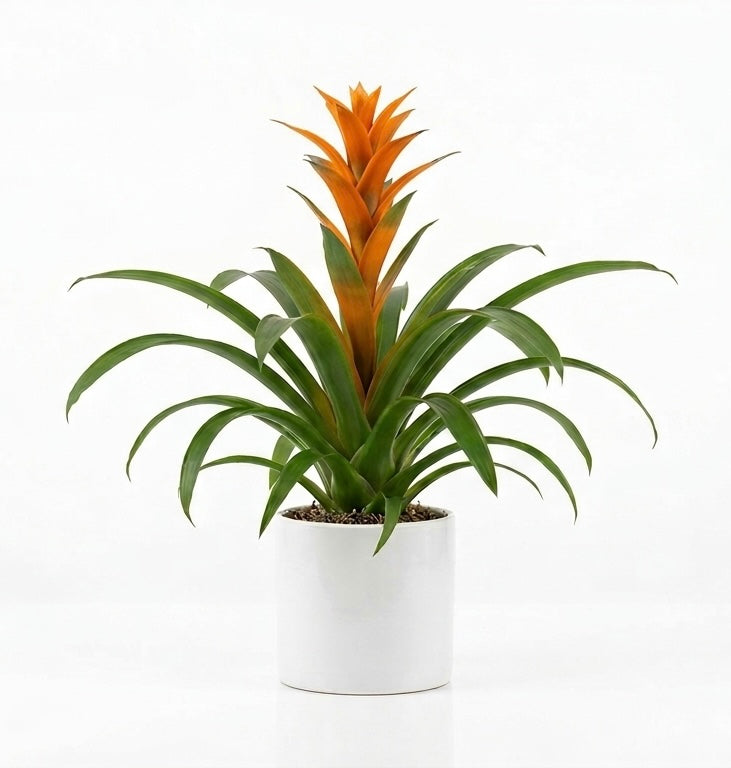 Pianta di Guzmania