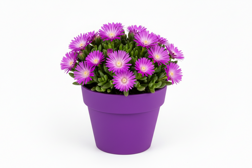 Amici del Sole – Delosperma