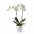 Orchidea Phalaenopsis