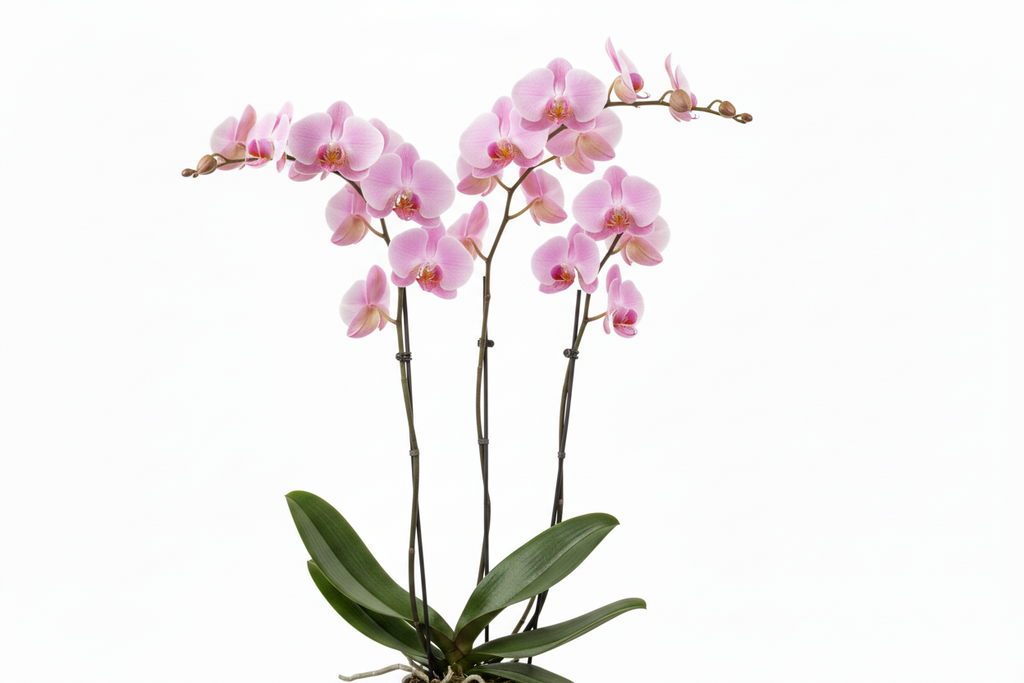 Orchidea Phalaenopsis