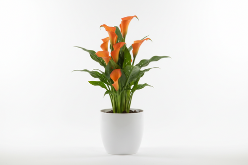 Calla