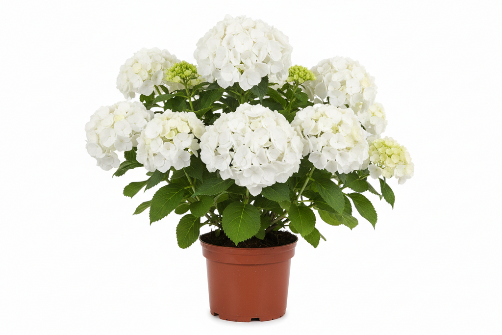 Ortensia Hydrangea