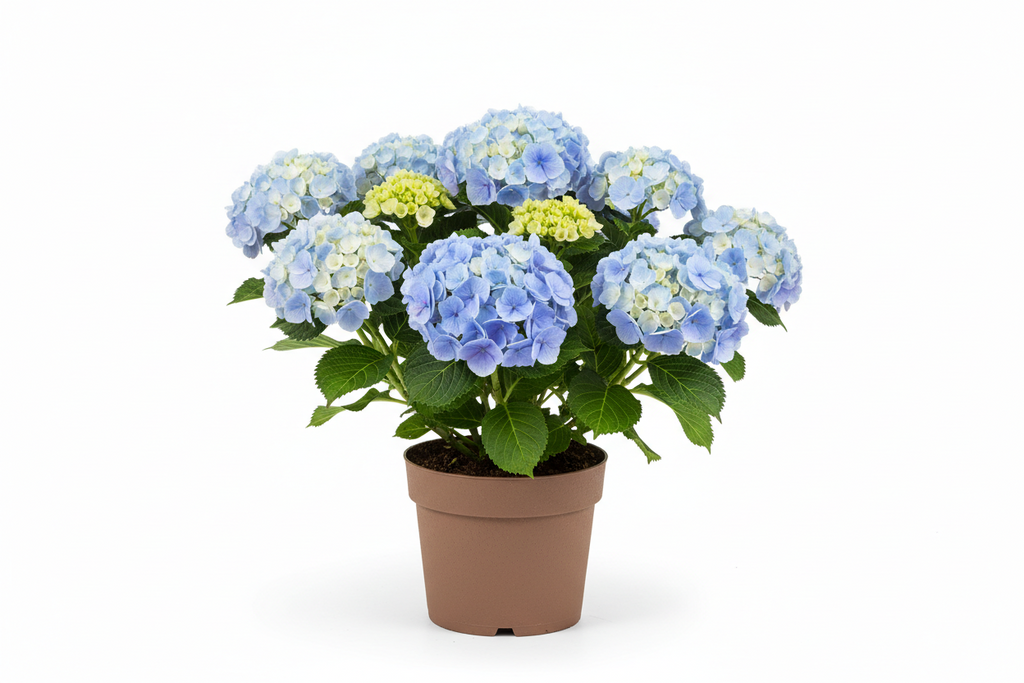 Ortensia Hydrangea