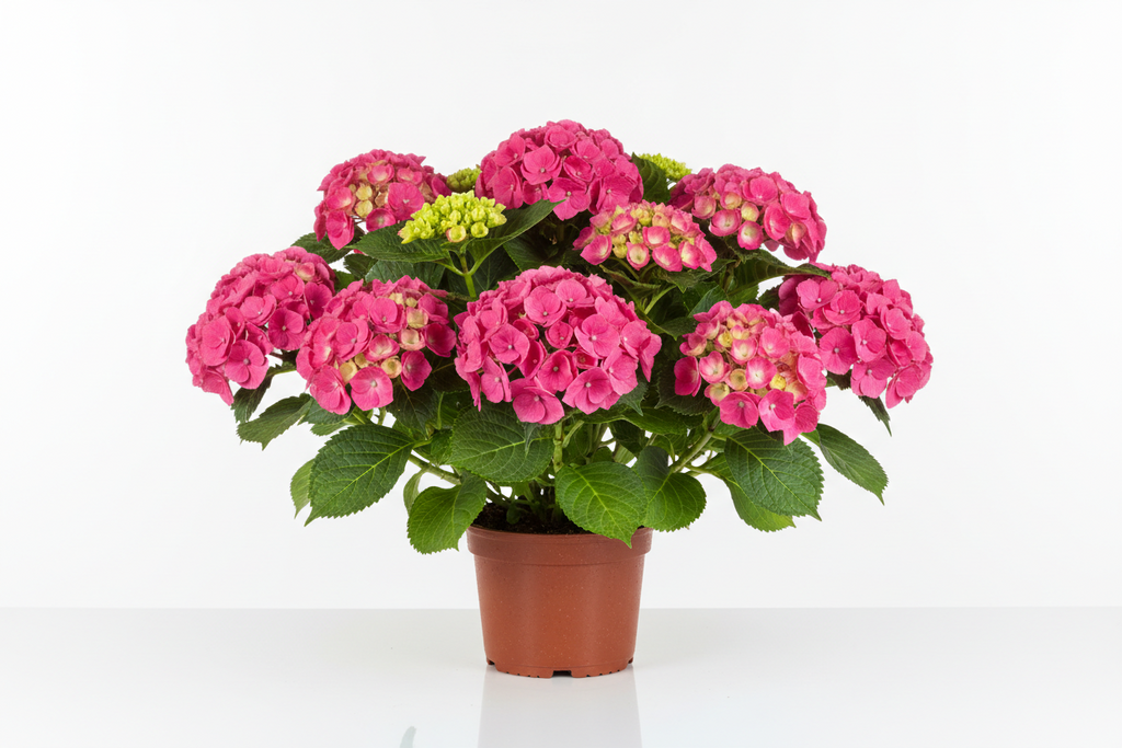 Ortensia Hydrangea