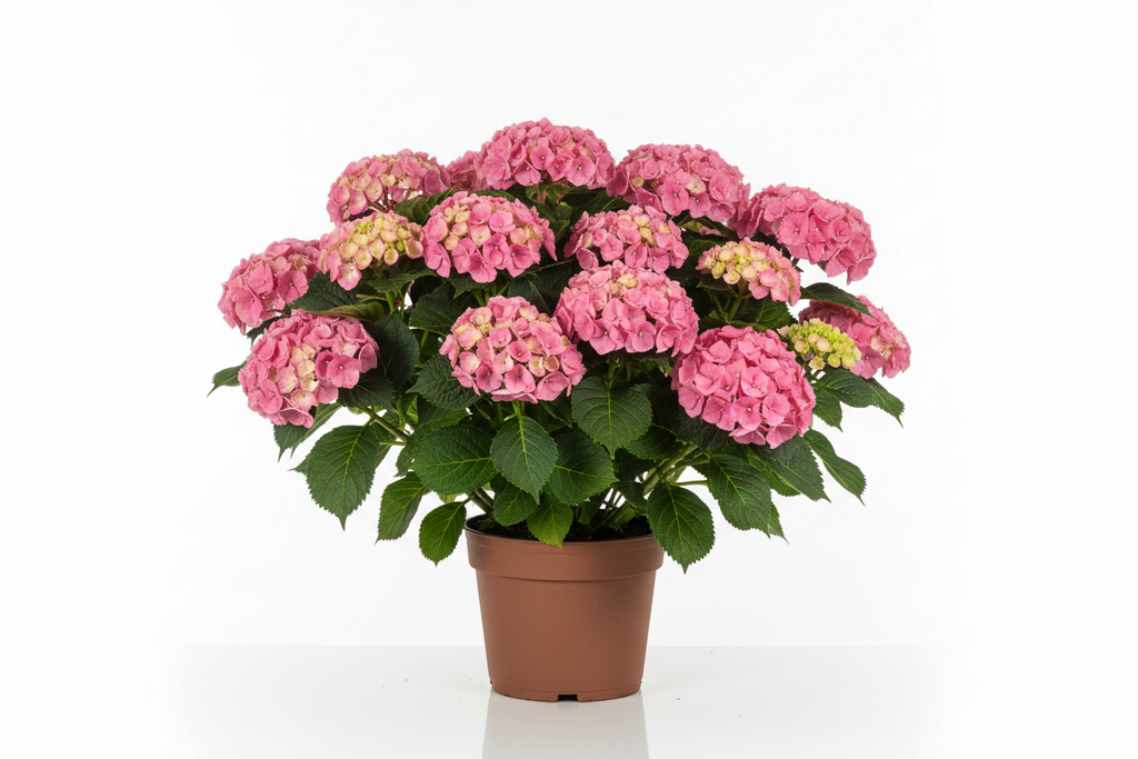 Ortensia Hydrangea