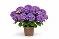 Ortensia Hydrangea