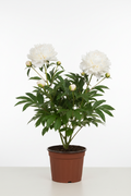 Pianta di Peonia