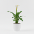 Calla Rita - Zantedeschia aethiopica