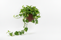 Pianta di Pothos