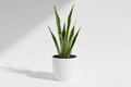 Sansevieria - Lingua della Suocera