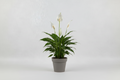 Spathiphyllum - Spatafillo