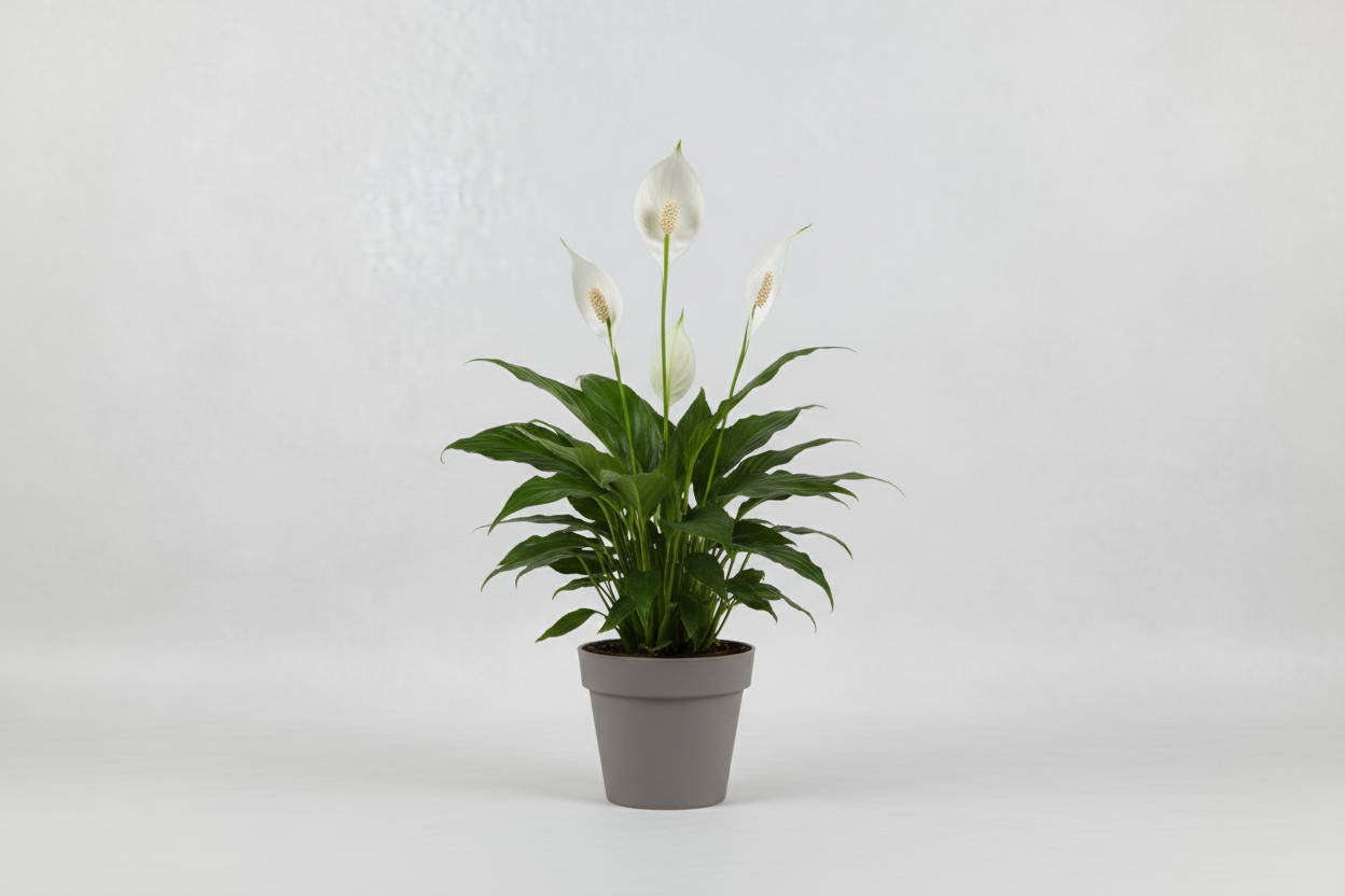 Spathiphyllum - Spatafillo