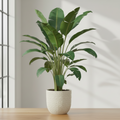 Strelitzia Nicolai